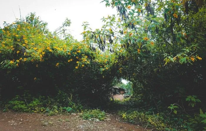 Phiêu với mùa mây Tà Tổng Phiêu với mùa mây Tà Tổng