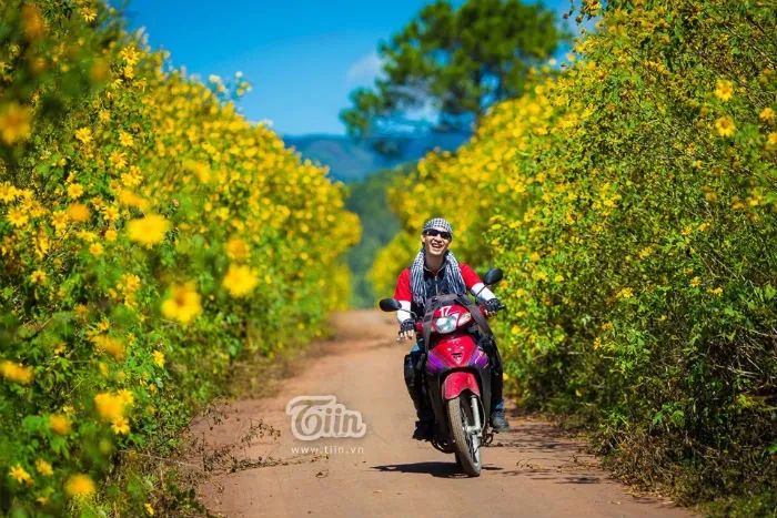 Rực rỡ sắc dã quỳ nở rộ chốn Đà Lạt mờ sương