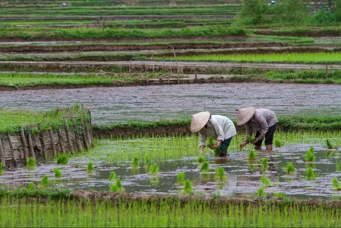 Ruộng Mai Châu soi bóng mây trời mùa đổ ải Ruộng Mai Châu soi bóng mây trời mùa đổ ải