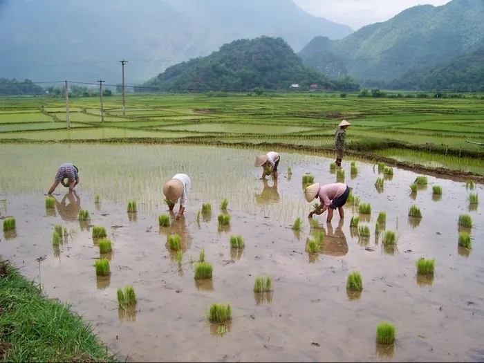 Ruộng Mai Châu soi bóng mây trời mùa đổ ải Ruộng Mai Châu soi bóng mây trời mùa đổ ải
