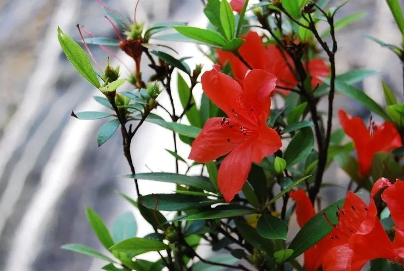 Say đắm bên thác Đồ Quyên giữa rừng Bạch Mã Say đắm bên thác Đồ Quyên giữa rừng Bạch Mã