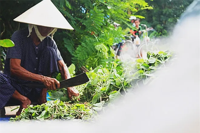 Thăm Búng Bình Thiên ngắm bông nhút rực rỡ mùa nước nổi Thăm Búng Bình Thiên ngắm bông nhút rực rỡ mùa nước nổi