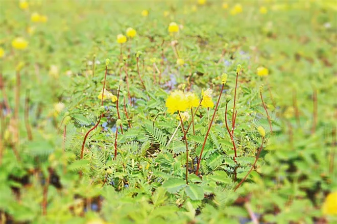 Thăm Búng Bình Thiên ngắm bông nhút rực rỡ mùa nước nổi Thăm Búng Bình Thiên ngắm bông nhút rực rỡ mùa nước nổi