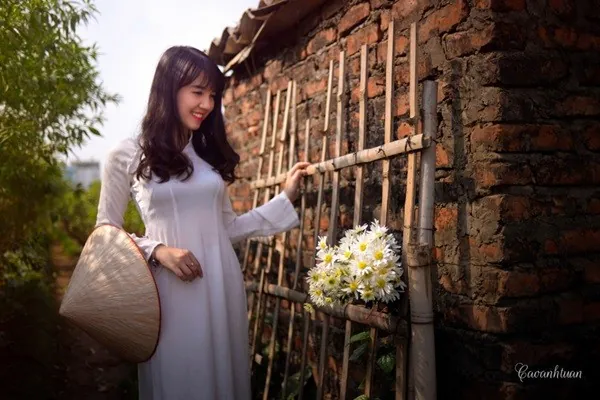 Thiếu nữ Hà Thành đẹp tinh khôi bên cúc họa mi Thiếu nữ Hà Thành đẹp tinh khôi bên cúc họa mi