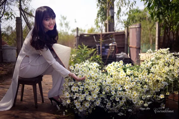 Thiếu nữ Hà Thành đẹp tinh khôi bên cúc họa mi Thiếu nữ Hà Thành đẹp tinh khôi bên cúc họa mi