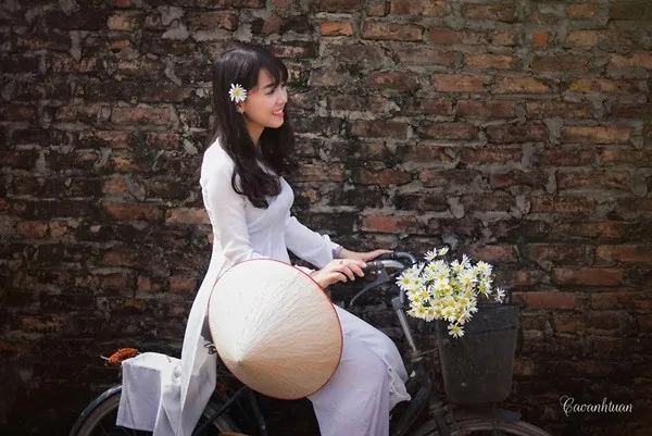 Thiếu nữ Hà Thành đẹp tinh khôi bên cúc họa mi
