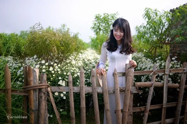 Thiếu nữ Hà Thành đẹp tinh khôi bên cúc họa mi Thiếu nữ Hà Thành đẹp tinh khôi bên cúc họa mi