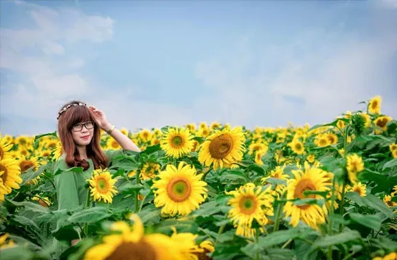 Vẻ đẹp rực rỡ từ cánh đồng hướng dương lớn nhất Việt Nam Vẻ đẹp rực rỡ từ cánh đồng hướng dương lớn nhất Việt Nam