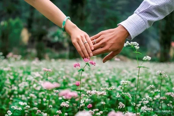 Về Hà Giang chụp ảnh cưới ngọt ngào cùng hoa tam giác mạch