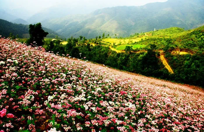 Về Hà Giang chụp ảnh cưới ngọt ngào cùng hoa tam giác mạch