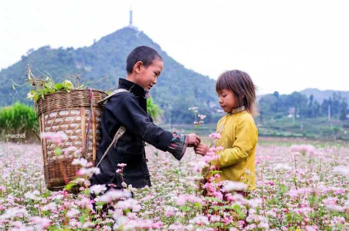 Về Hà Giang chụp ảnh cưới ngọt ngào cùng hoa tam giác mạch