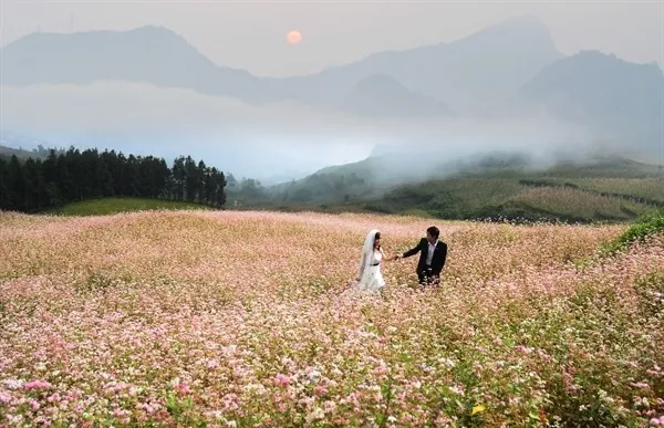 Về Hà Giang chụp ảnh cưới ngọt ngào cùng hoa tam giác mạch