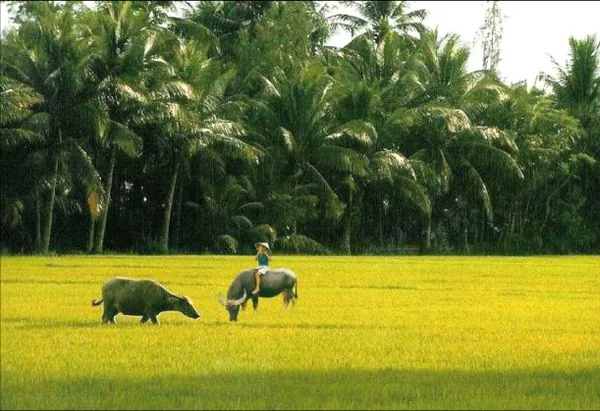 Về Bến Tre trải nghiệm ký ức tuổi thơ Về Bến Tre trải nghiệm ký ức tuổi thơ