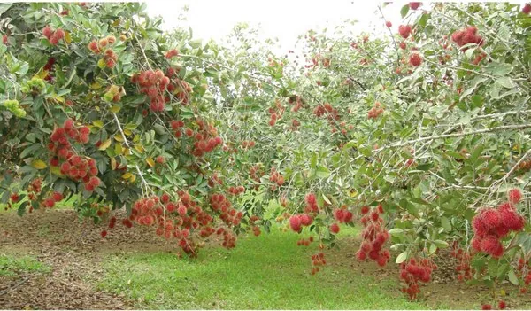 Về Bến Tre trải nghiệm ký ức tuổi thơ Về Bến Tre trải nghiệm ký ức tuổi thơ