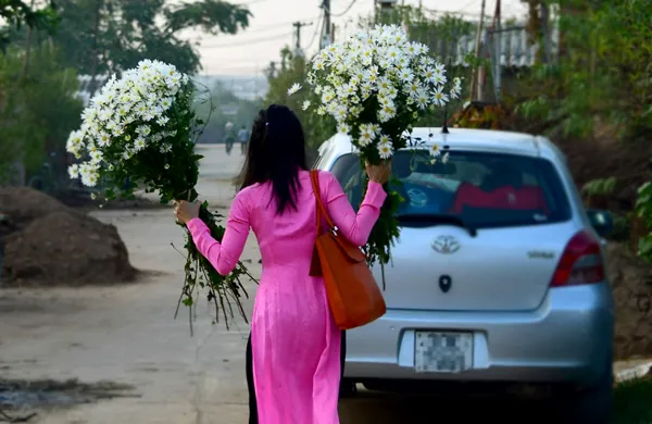 Xuống vườn cúc họa mi ngày chớm đông Xuống vườn cúc họa mi ngày chớm đông