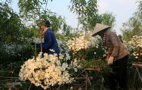 Xuống vườn cúc họa mi ngày chớm đông Xuống vườn cúc họa mi ngày chớm đông