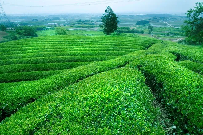 12 điểm miễn phí nên ghé khi đến Đà Lạt dịp Festival Hoa