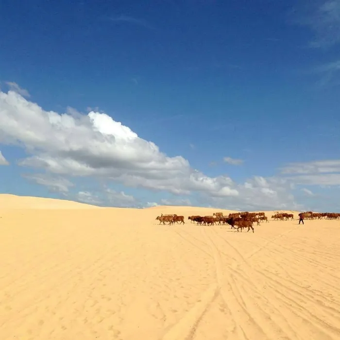 17 bức ảnh lôi kéo bạn đến Phan Thiết ngay lập tức Cảnh đẹp Phan Thiết