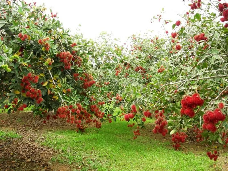 6 điểm đến không thể bỏ qua khi đi du lịch Bình Dương 6 điểm đến không thể bỏ qua khi đi du lịch Bình Dương