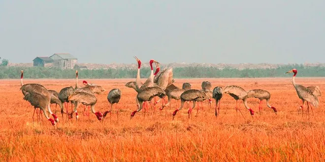Đến Đồng Tháp, thăm Tràm Chim mùa lễ hội