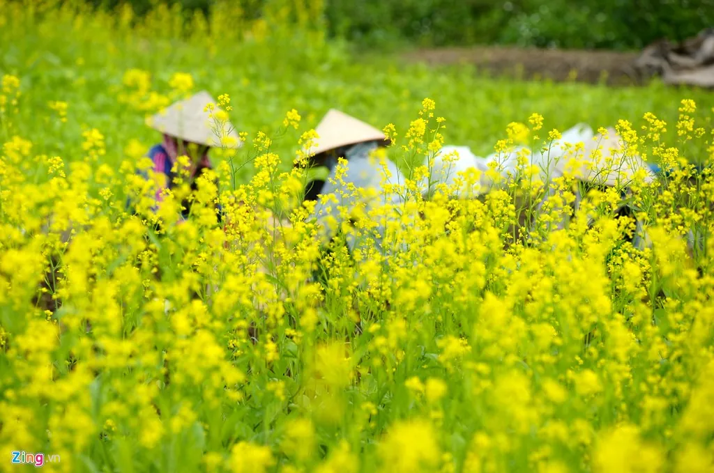 Đầu đông ngắm đồng hoa cải vàng nở rộ ở Hà Nội Đồng hoa cải nở rộ ở Hà Nội
