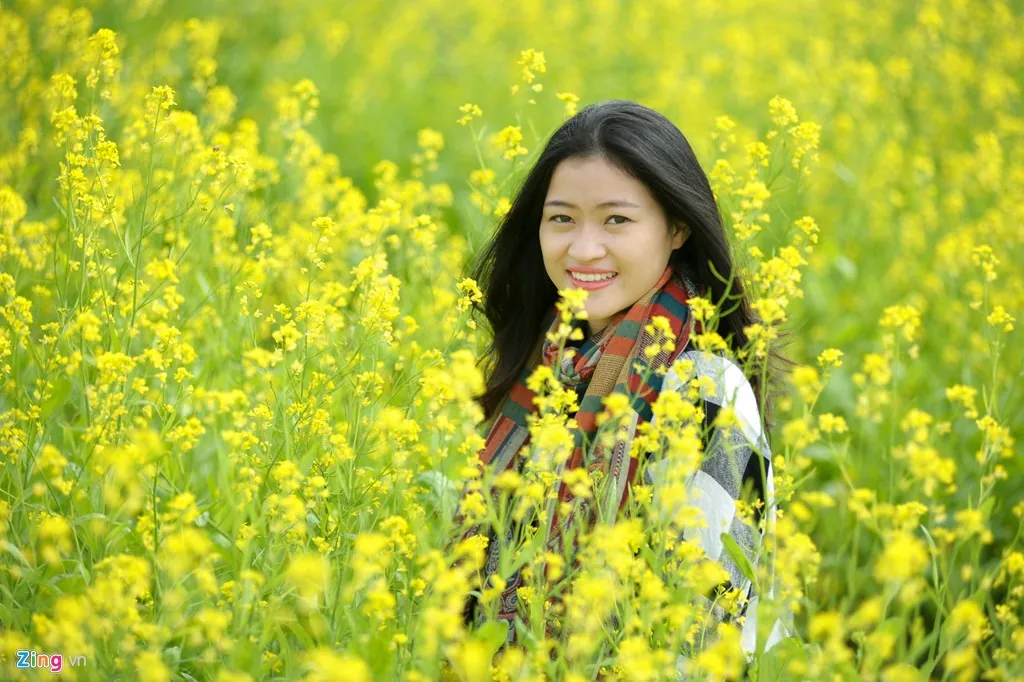 Đầu đông ngắm đồng hoa cải vàng nở rộ ở Hà Nội Đồng hoa cải nở rộ ở Hà Nội
