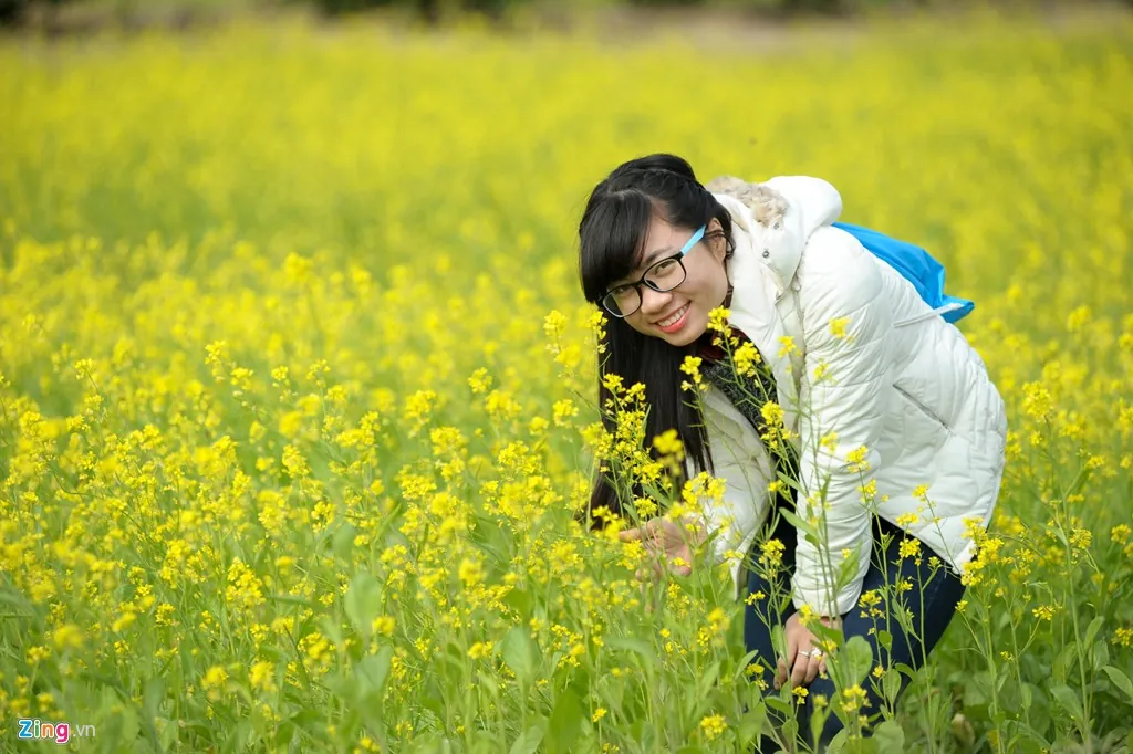 Đầu đông ngắm đồng hoa cải vàng nở rộ ở Hà Nội Đồng hoa cải nở rộ ở Hà Nội