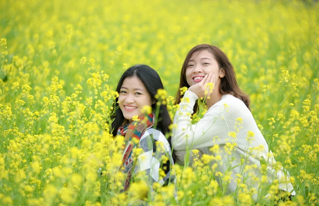 Đầu đông ngắm đồng hoa cải vàng nở rộ ở Hà Nội Đồng hoa cải nở rộ ở Hà Nội