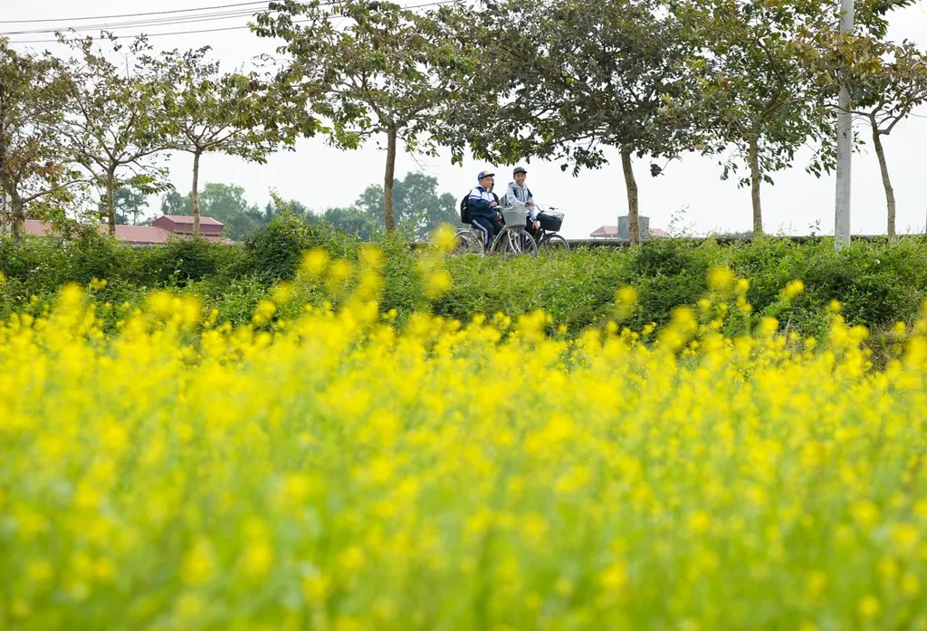 Đầu đông ngắm đồng hoa cải vàng nở rộ ở Hà Nội Đồng hoa cải nở rộ ở Hà Nội