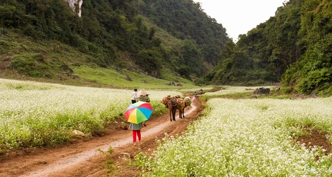 Hoa cải nở trắng núi đồi Mộc Châu Hoa cải nở trắng núi đồi Mộc Châu