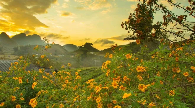 Hoa cải nở trắng núi đồi Mộc Châu Hoa cải nở trắng núi đồi Mộc Châu