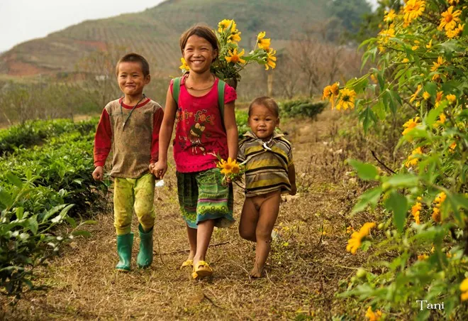 Hoa cải nở trắng núi đồi Mộc Châu Hoa cải nở trắng núi đồi Mộc Châu