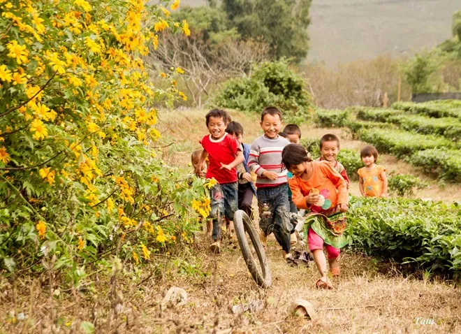 Hoa cải nở trắng núi đồi Mộc Châu Hoa cải nở trắng núi đồi Mộc Châu