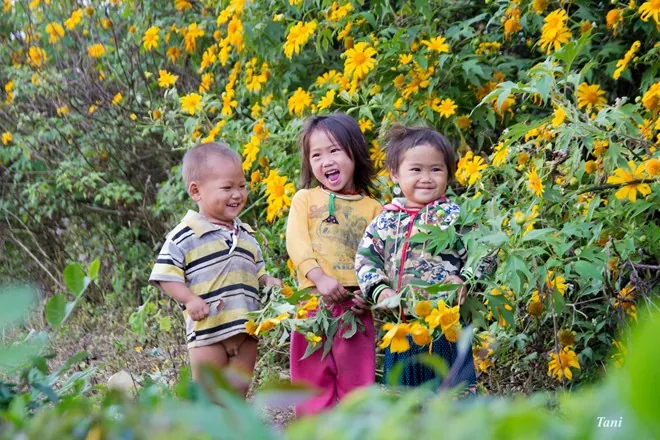 Hoa cải nở trắng núi đồi Mộc Châu Hoa cải nở trắng núi đồi Mộc Châu