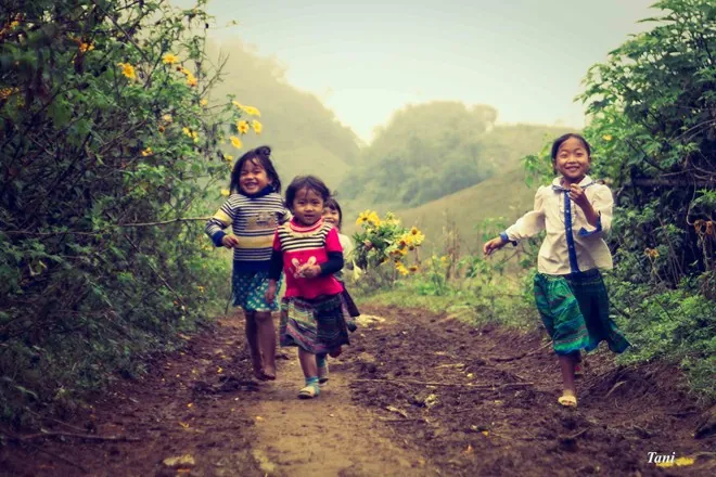 Hoa cải nở trắng núi đồi Mộc Châu Hoa cải nở trắng núi đồi Mộc Châu