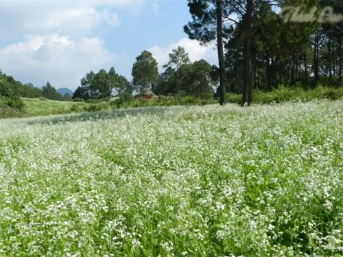 Những mùa hoa rực rỡ trong tháng 12