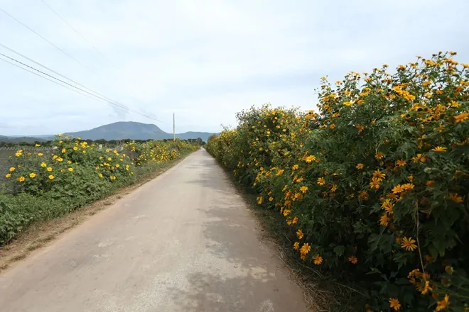 Những mùa hoa rực rỡ trong tháng 12