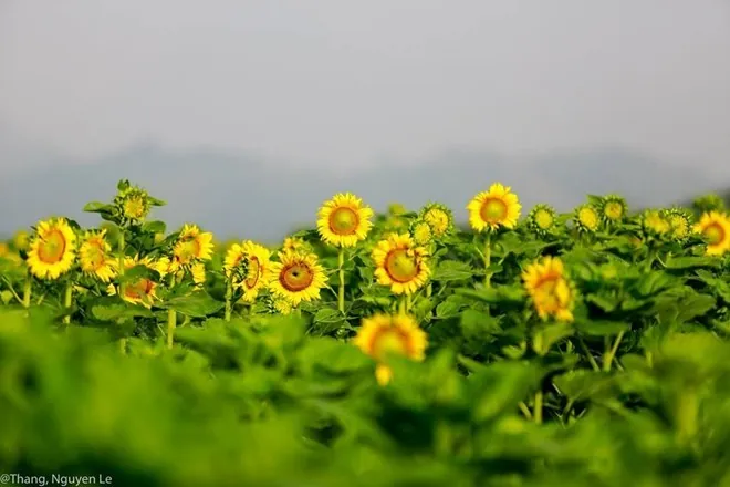 Những mùa hoa rực rỡ trong tháng 12