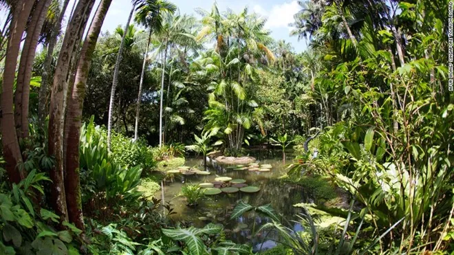 Rừng mưa nguyên sinh giữa lòng Singapore Rừng mưa nguyên sinh giữa lòng Singapore