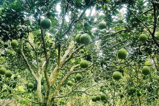 Các điểm đến hấp dẫn khi đi du lịch Vĩnh Long