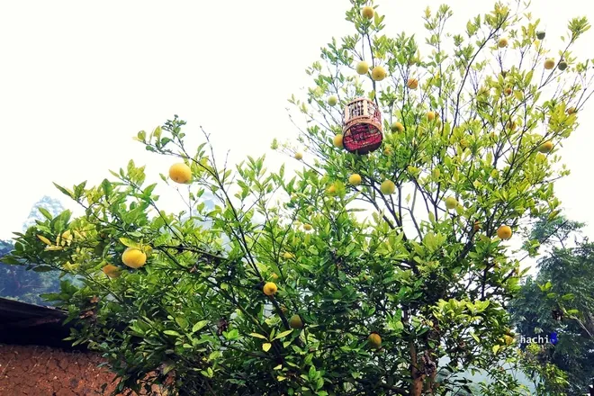 Cao nguyên đá mùa hoa nở Cao nguyên đá mùa hoa nở