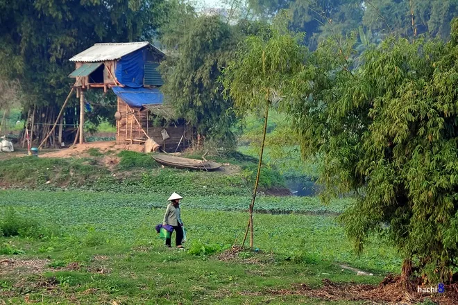 Chiều đông thanh bình bên bờ sông Đáy Chiều đông thanh bình bên bờ sông Đáy