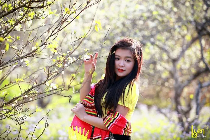 Đẹp nao lòng Tây Bắc mùa hoa mận nở trắng đồi