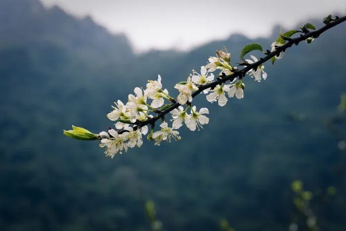 Đẹp nao lòng Tây Bắc mùa hoa mận nở trắng đồi