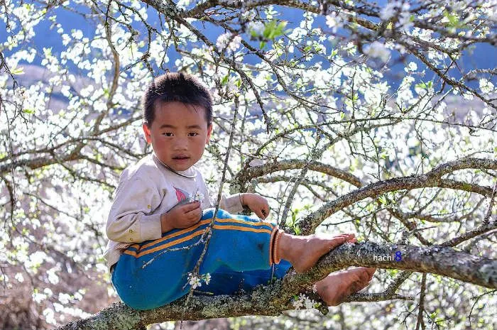 Đẹp nao lòng Tây Bắc mùa hoa mận nở trắng đồi