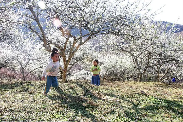 Đẹp nao lòng Tây Bắc mùa hoa mận nở trắng đồi