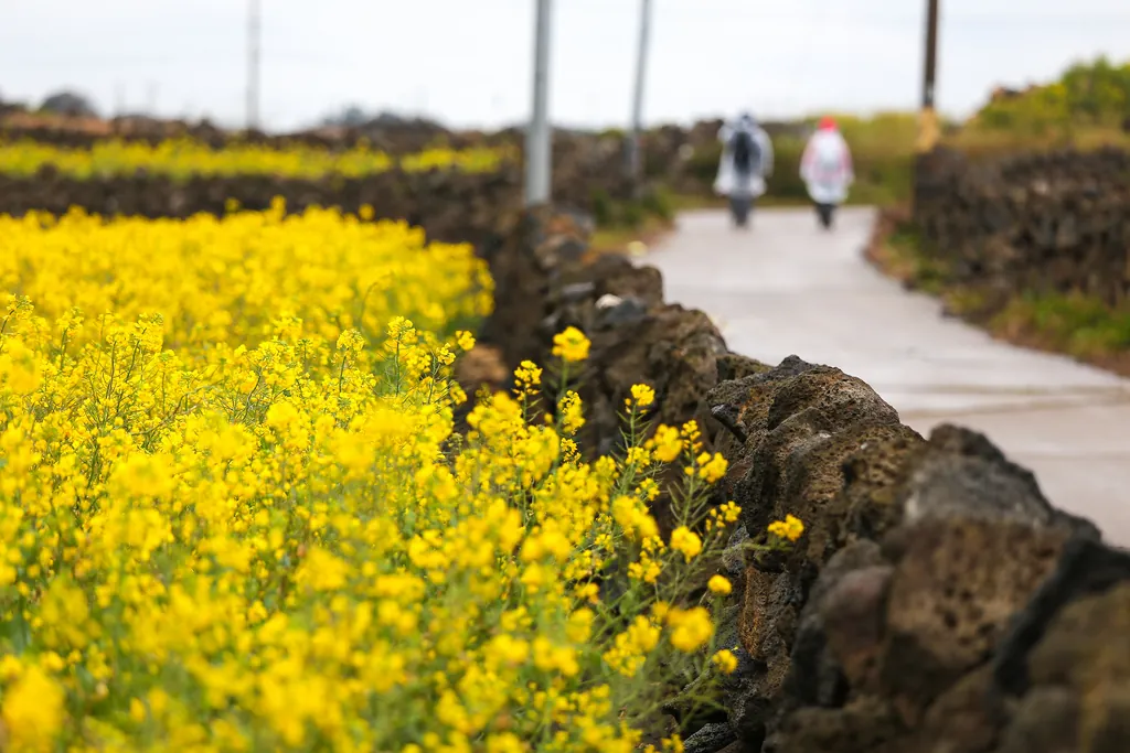 10 điều tuyệt vời của đảo Jeju đốn tim du khách