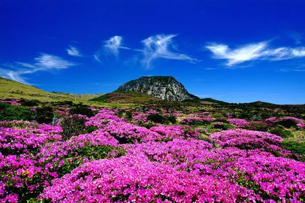 10 điều tuyệt vời của đảo Jeju đốn tim du khách