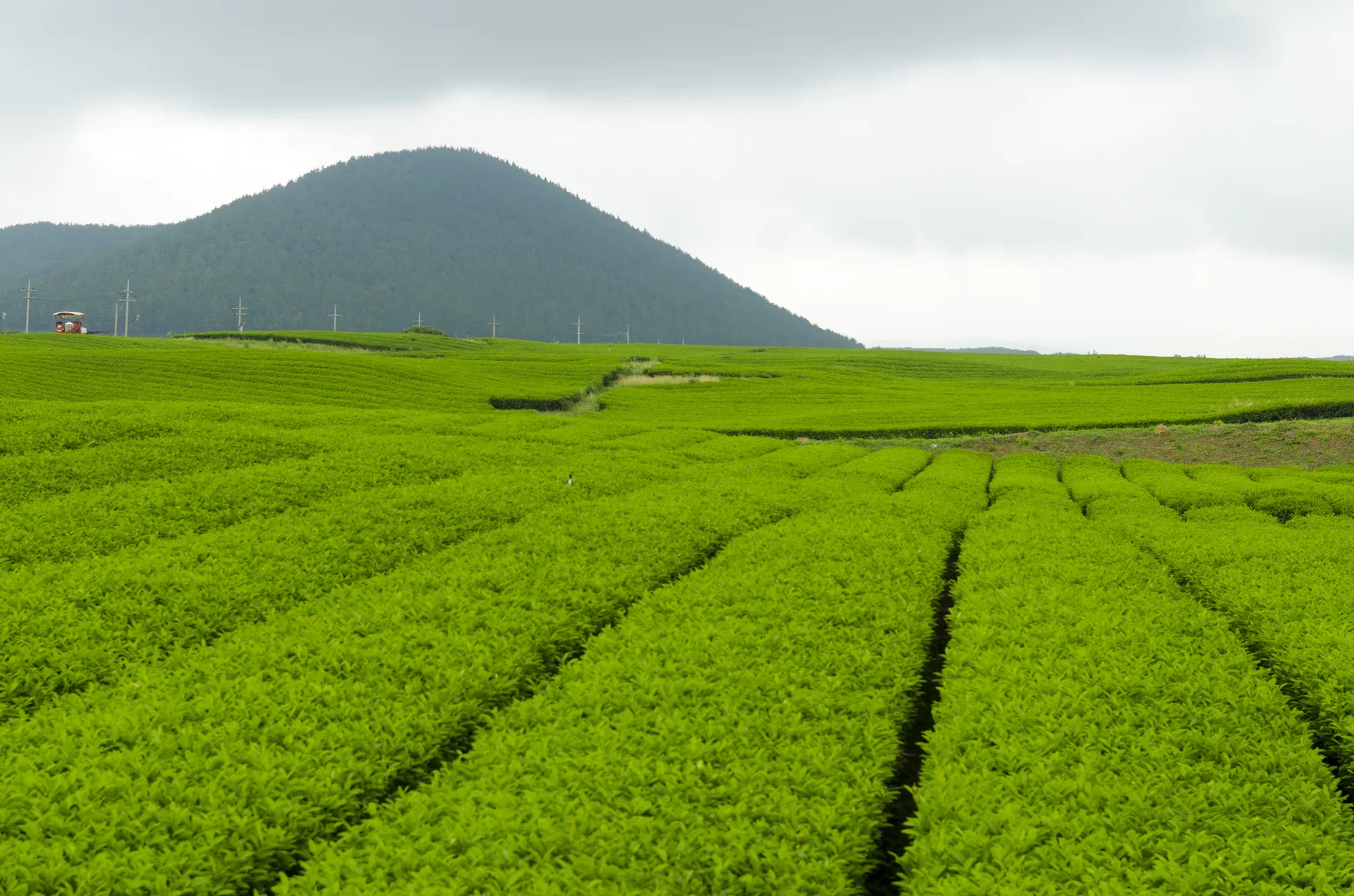 10 điều tuyệt vời của đảo Jeju đốn tim du khách