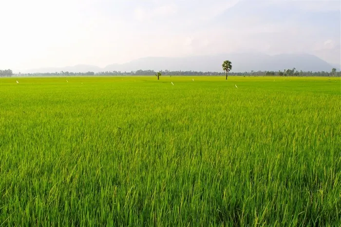 Du lịch An Giang - ngắm những ô màu trên cánh đồng Tà Pạ Du lịch An Giang ngắm những ô màu trên cánh đồng Tà Pạ